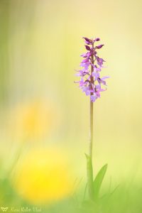 Orchis mascula ssp. speciosa / Pracht-Manns-Knabenkraut / blue butcher orchid