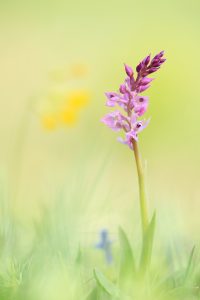 Orchis mascula ssp. speciosa / Pracht-Manns-Knabenkraut / blue butcher orchid