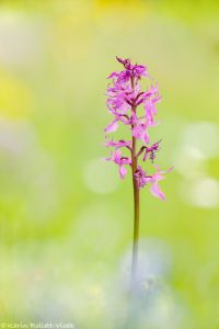 Orchis mascula ssp. speciosa / Pracht-Manns-Knabenkraut / blue butcher orchid