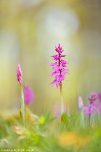 Orchis mascula ssp. speciosa / Pracht-Manns-Knabenkraut / blue butcher orchid