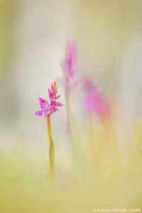 Orchis mascula ssp. speciosa / Pracht-Manns-Knabenkraut / blue butcher orchid