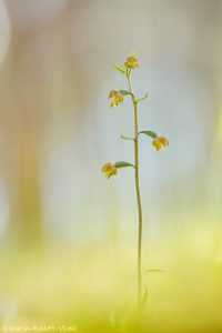 Epipactis microphylla / Kleinblättrige Stendelwurz / Small Leaved Helleborine