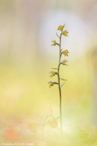 Epipactis microphylla / Kleinblättrige Stendelwurz / Small Leaved Helleborine