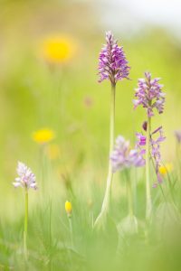 Orchis militaris / Helmknabenkraut / military orchid