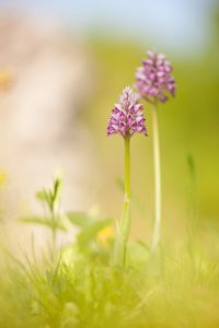 Orchis militaris / Helmknabenkraut / military orchid