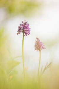 Orchis militaris / Helmknabenkraut / military orchid