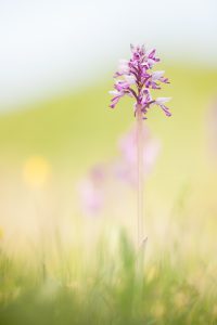 Orchis militaris / Helmknabenkraut / military orchid