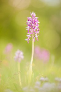 Orchis militaris / Helmknabenkraut / military orchid