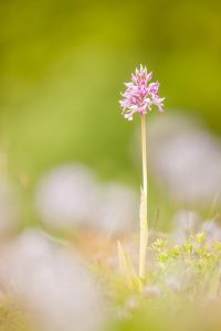 Orchis militaris / Helmknabenkraut / military orchid