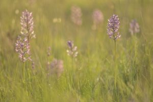 Orchis militaris / Helmknabenkraut / military orchid