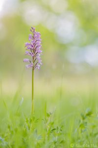 Orchis militaris / Helmknabenkraut / military orchid