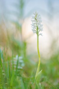 Orchis militaris / Helmknabenkraut / military orchid