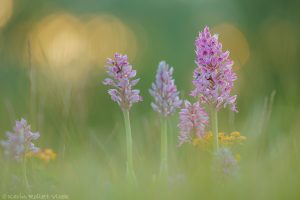 Orchis militaris / Helmknabenkraut / military orchid