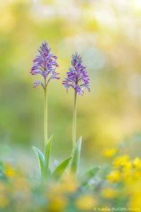 Orchis militaris / Helmknabenkraut / military orchid