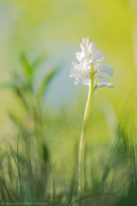 Orchis militaris / Helmknabenkraut / military orchid