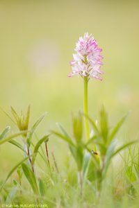 Orchis militaris / Helmknabenkraut / military orchid