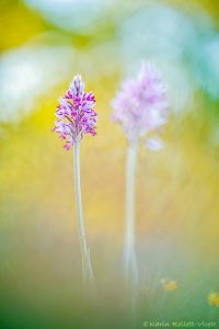 Orchis militaris / Helmknabenkraut / military orchid