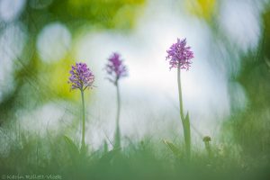 Orchis militaris / Helmknabenkraut / military orchid