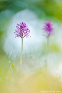 Orchis militaris / Helmknabenkraut / military orchid