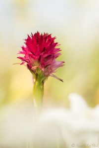 Nigritella miniata | Rotes Kohlröschen