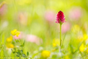 Nigritella miniata | Rotes Kohlröschen