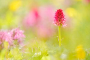 Nigritella miniata | Rotes Kohlröschen