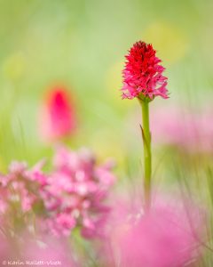 Nigritella miniata | Rotes Kohlröschen