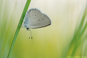 Cupido minimus / Zwerg-Bläuling / Small blue