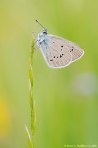 Cupido minimus / Zwerg-Bläuling / Small blue