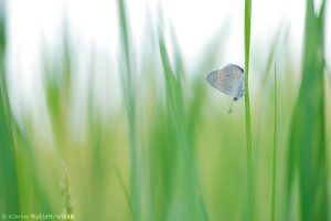 Cupido minimus / Zwerg-Bläuling / Small blue