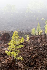 Mirador Teide