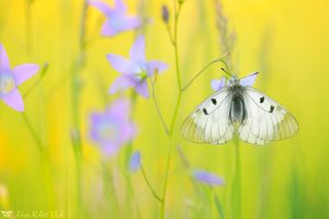 Parnassius mnemosyne / Schwarzer Apollo / Clouded apollo