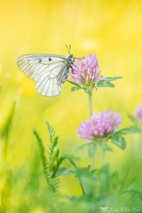 Parnassius mnemosyne / Schwarzer Apollo / Clouded apollo