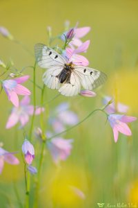 Parnassius mnemosyne / Schwarzer Apollo / Clouded apollo