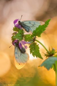 Parnassius mnemosyne / Schwarzer Apollo / Clouded apollo