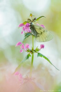 Parnassius mnemosyne / Schwarzer Apollo / Clouded apollo