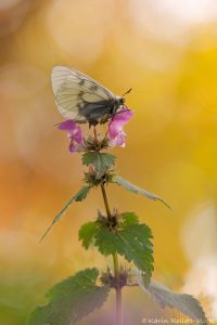 Parnassius mnemosyne / Schwarzer Apollo / Clouded apollo