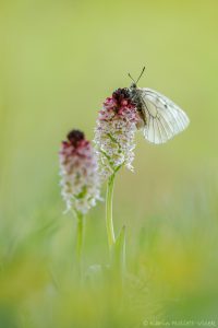 Parnassius mnemosyne / Schwarzer Apollo / Clouded apollo