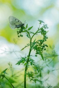 Parnassius mnemosyne / Schwarzer Apollo / Clouded apollo