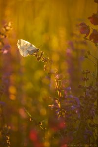 Parnassius mnemosyne / Schwarzer Apollo / Clouded apollo