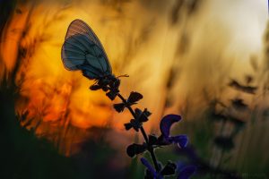 Parnassius mnemosyne / Schwarzer Apollo / Clouded apollo