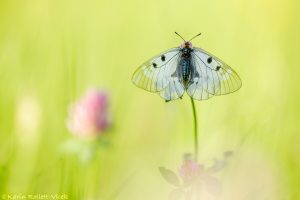 Parnassius mnemosyne / Schwarzer Apollo / Clouded apollo