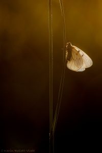 Parnassius mnemosyne / Schwarzer Apollo / Clouded apollo