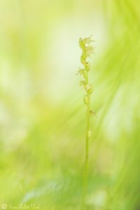 Herminium monorchis / Einknollige Honigorchis / Musk orchid