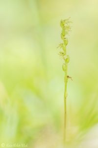 Herminium monorchis / Einknollige Honigorchis / Musk orchid