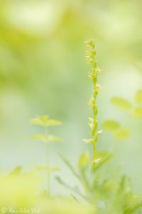 Herminium monorchis / Einknollige Honigorchis / Musk orchid