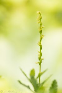 Herminium monorchis / Einknollige Honigorchis / Musk orchid