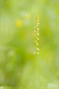 Herminium monorchis / Einknollige Honigorchis / Musk orchid