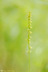 Herminium monorchis / Einknollige Honigorchis / Musk orchid