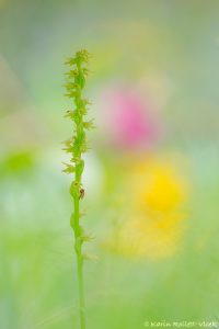 Herminium monorchis / Einknollige Honigorchis / Musk orchid